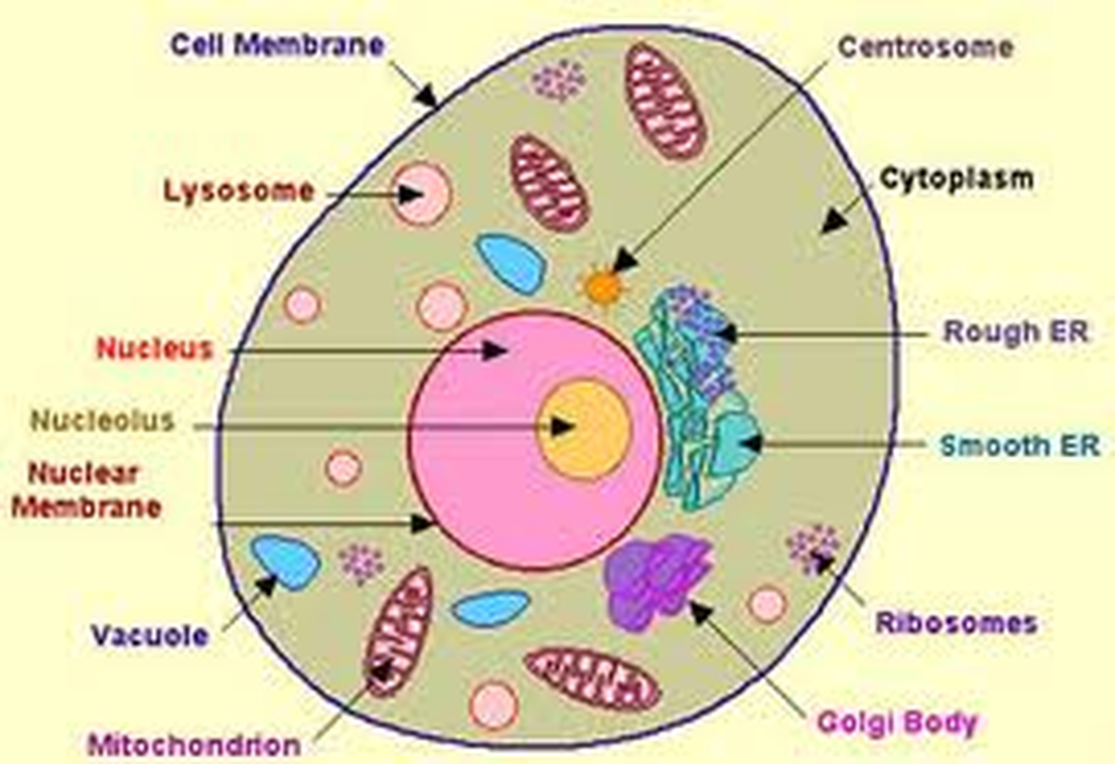Red Blood Cell Diagram For Kids